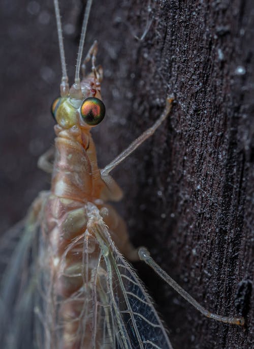 An Insect on Black Surface