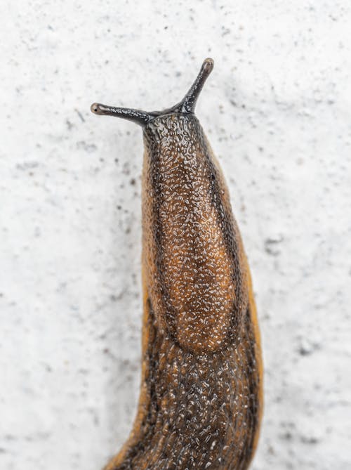 Close-Up Shot of a Slug 