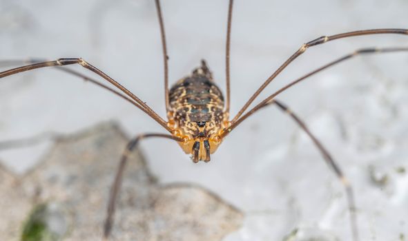 Detailed macro shot of a harvestman arthropod on a natural surface.