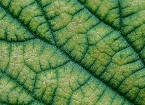 Close up of Leaf Surface