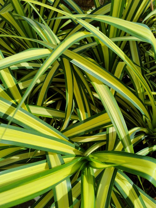 Green Leaves in Close Up Photography