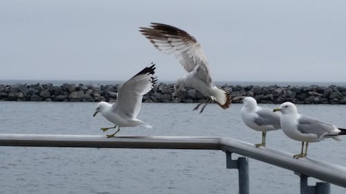 Seagulls landing