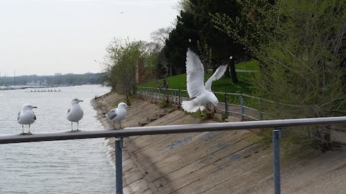 Seagulls Landing