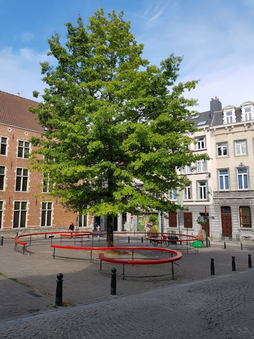 Green Tree Near Brown Concrete Building