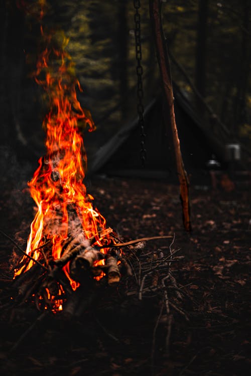 Foto d'estoc gratuïta de acampant, bosc, cremant