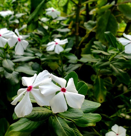 아름다운 꽃, 하얀 꽃의 무료 스톡 사진