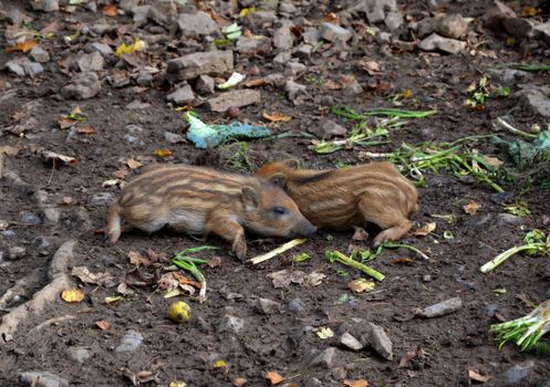 Two adorable boar piglets resting on the forest floor surrounded by natural elements.