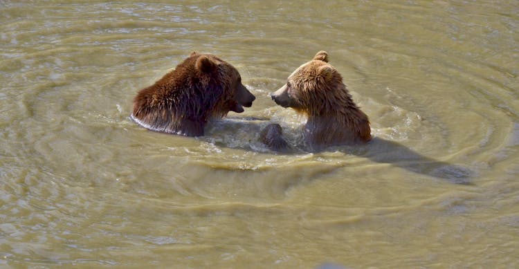 Brown Bears Swimming In The Pond