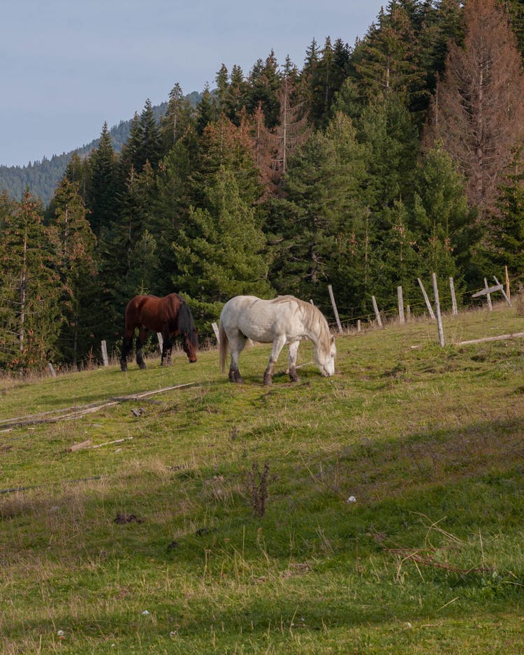 Photo Of Horses Eating Grass