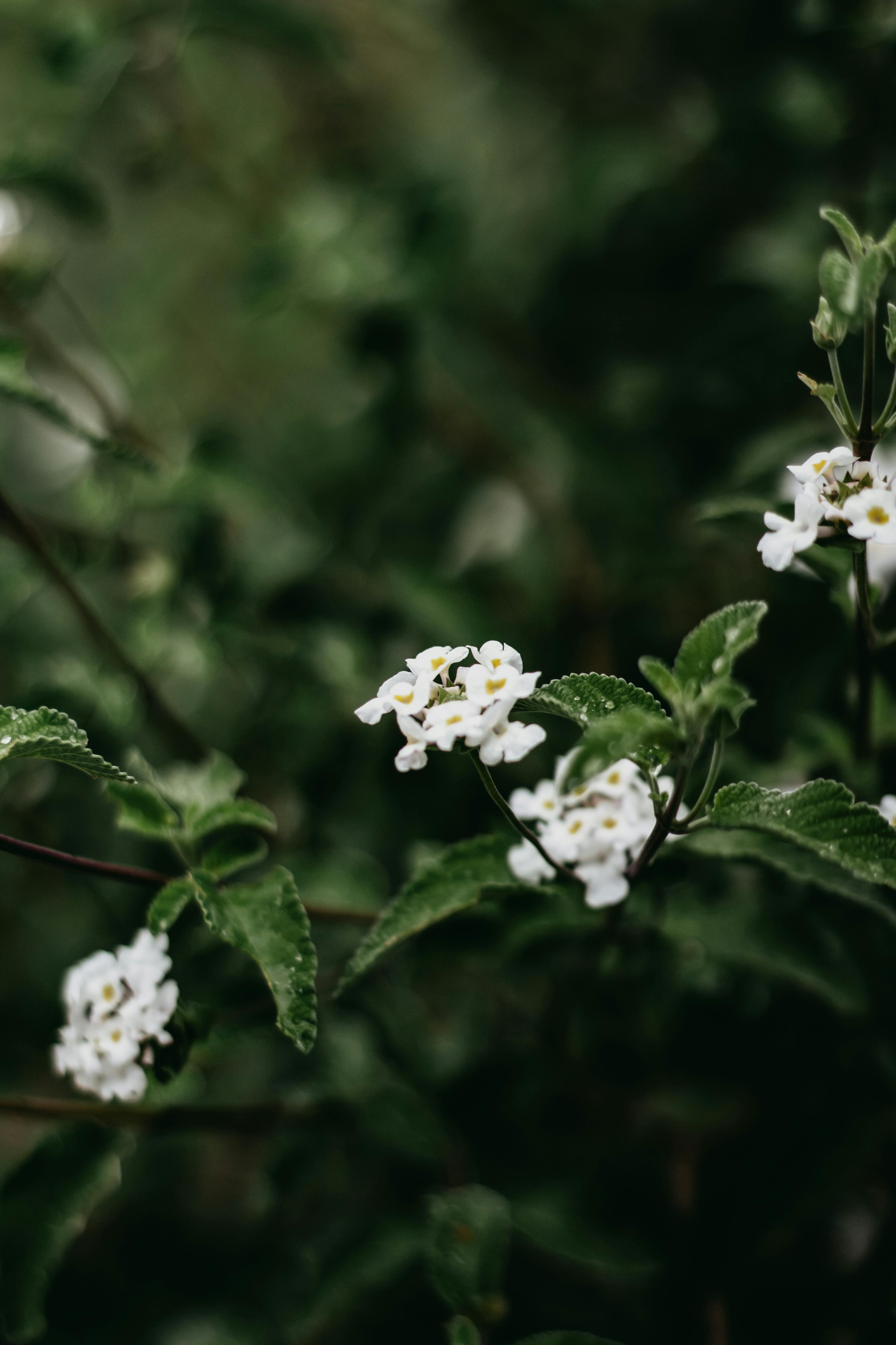 Close-up of white lantana flowers with lush green foliage, perfect for nature enthusiasts.