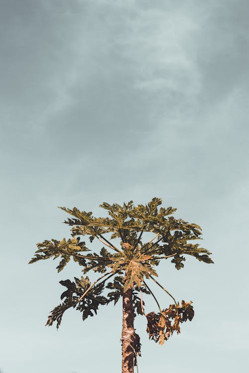 垂直拍攝, 木瓜樹, 樹 的 免費圖庫相片