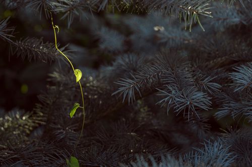 Free stock photo of conifer, garden, pine Stock Photo