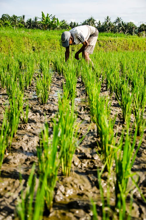 A farmer is working in his muddy rice field