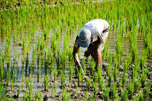 A farmer is weeding his muddy rice field