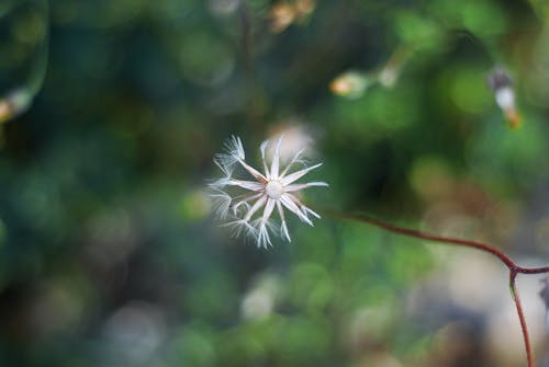 Close up of Dandelion