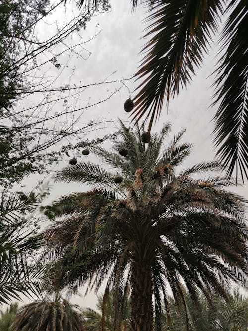 büyüme, deniz kenarı, dikey atış içeren Ücretsiz stok fotoğraf