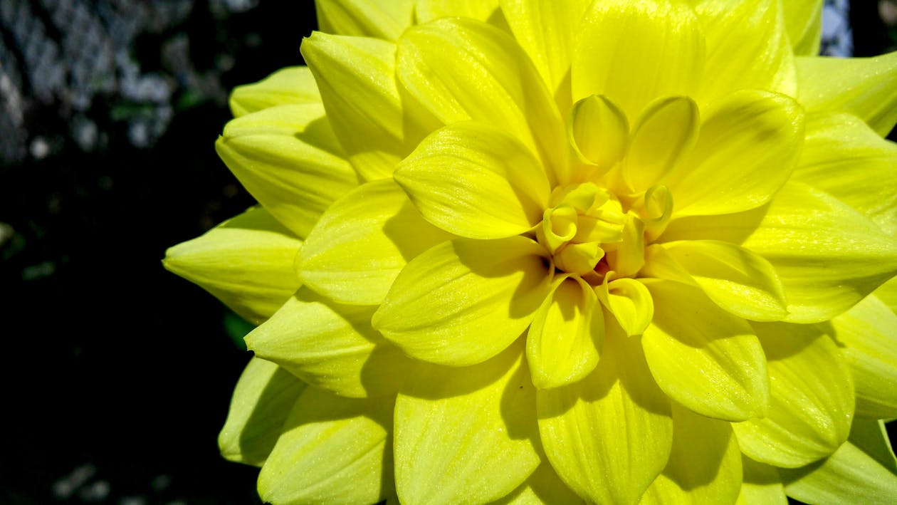 Flor Dália Amarela Em Flor Fotografia Primeiro Plano