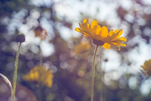 Free Beautiful yellow daisy flower in bloom, captured with soft sunlight for a dreamy effect. Stock Photo
