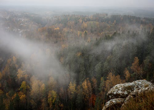 Foto d'estoc gratuïta de boira, bosc, descoratjador