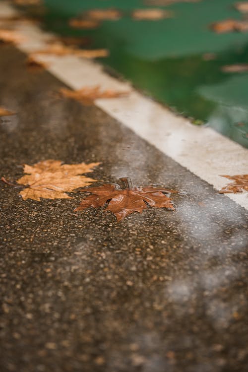 Kostnadsfri bild av betong, blött golv, bruna löv