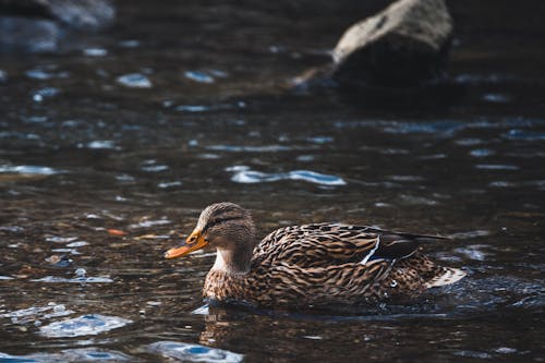 A Duck on the Water 