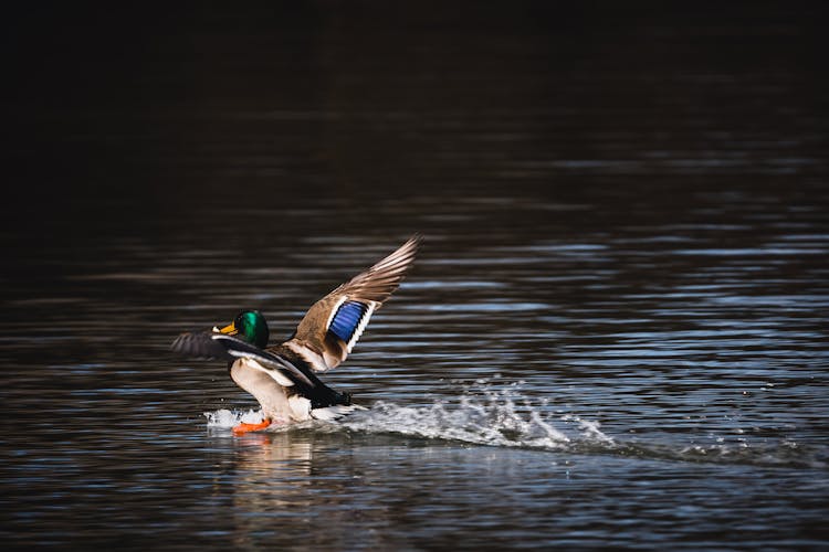 A Duck On The Water 