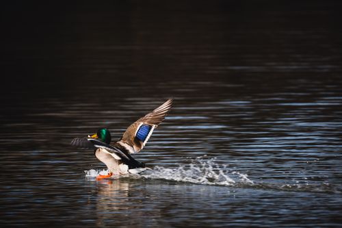 Free A colorful mallard duck gracefully lands on the serene water surface, displaying vibrant colors and motion. Stock Photo