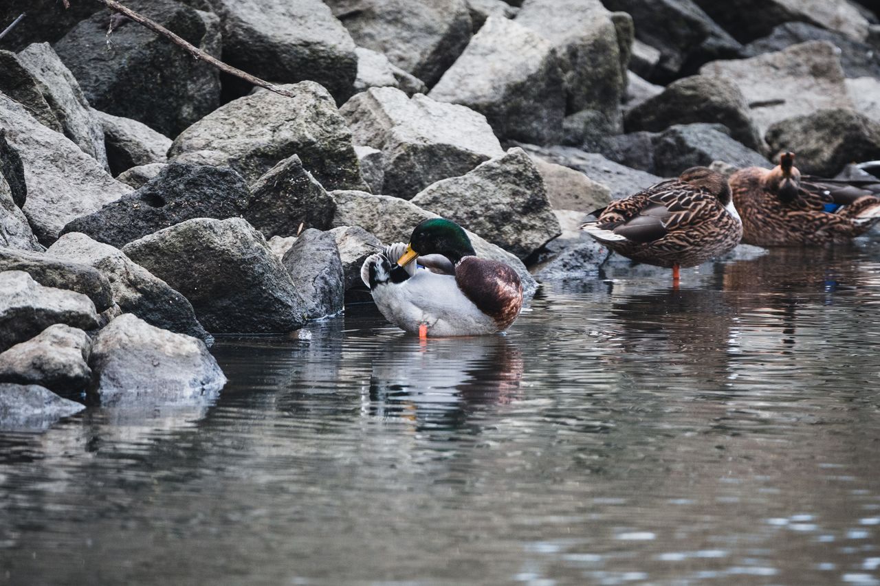 a group of mallard ducks preening on a rocky riverside showcasing natu
