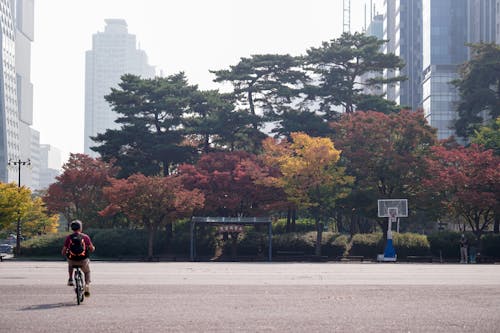 Back View of Man Riding a Bicycle near Trees in Autumnal Colors and Skyscrapers in a City Center 