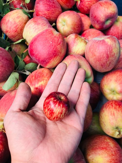 Free A hand holds a small apple surrounded by freshly harvested red apples, highlighting a vibrant autumn harvest. Stock Photo