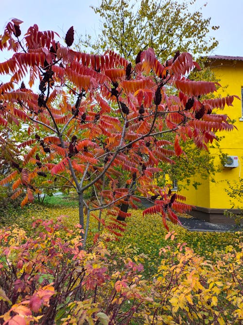 Kostenloses Stock Foto zu herbst, holz, natur