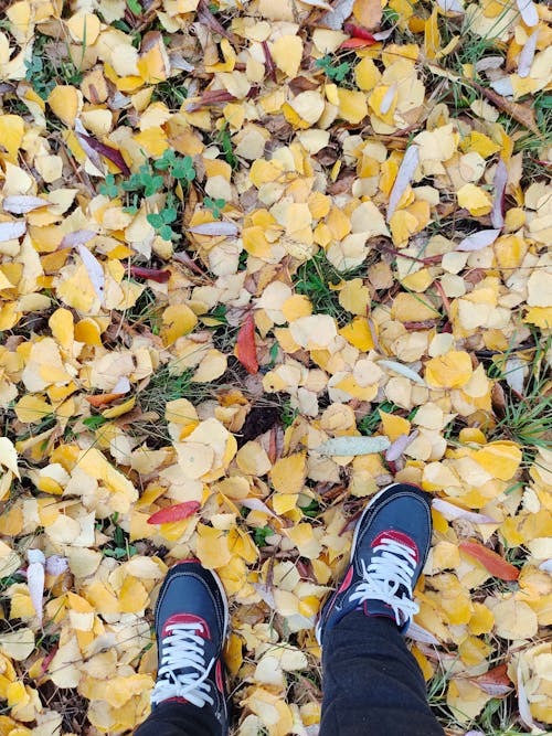 Shoes of Person Standing on Yellow Leaves in Autumn