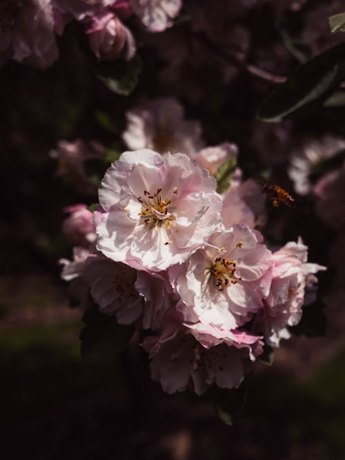Ingyenes stockfotó cseresznyevirágok, függőleges lövés, közelkép témában Stockfotó