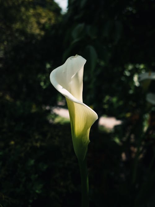 White Flower in Close Up Photography