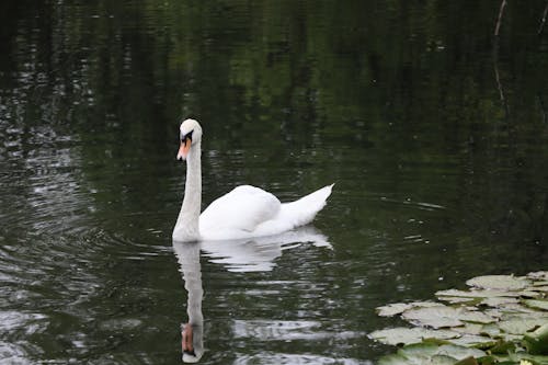 Free A White Swan on the Water  Stock Photo