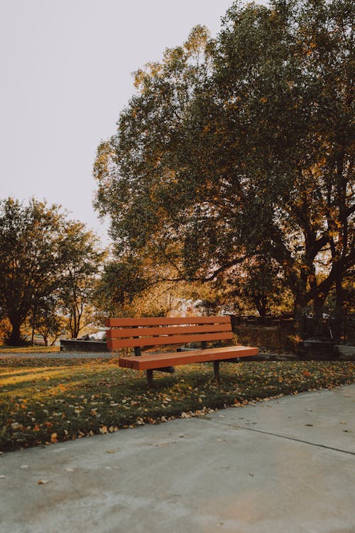 Brown Wooden Bench Near Trees