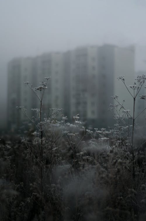 Grayscale Photo of Plants