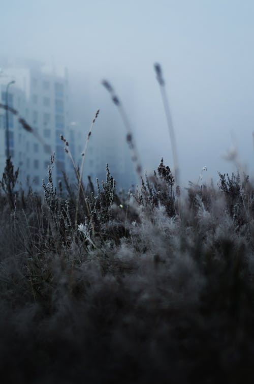 Close Shot of Plants With Residential Building Obscured by Fog in Distance