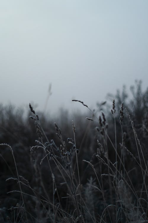 Immagine gratuita di alba, erba, freddo
