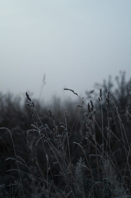 Free Capture of frosty grass blades standing against a misty morning sky at dawn. Stock Photo