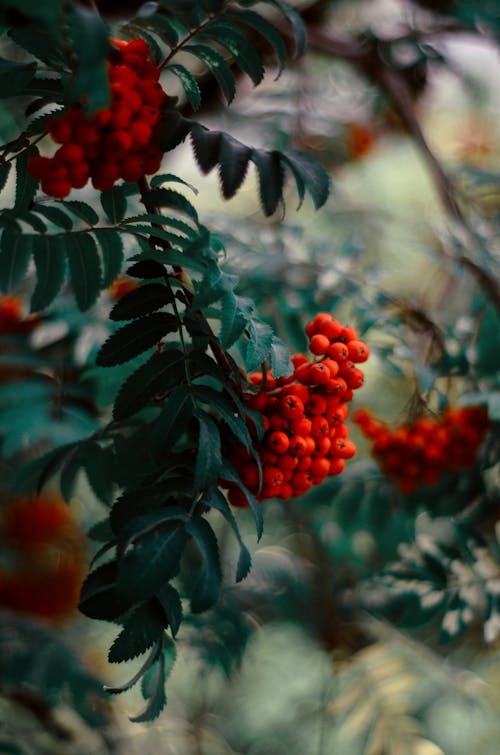 Closeup of Orange Rowan Berries and Green Leaves