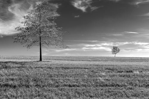 Monochrome Photography of Trees in the Grass Field