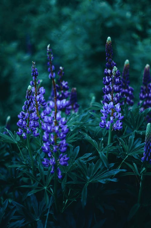 Foto profissional grátis de broto, fechar-se, flora