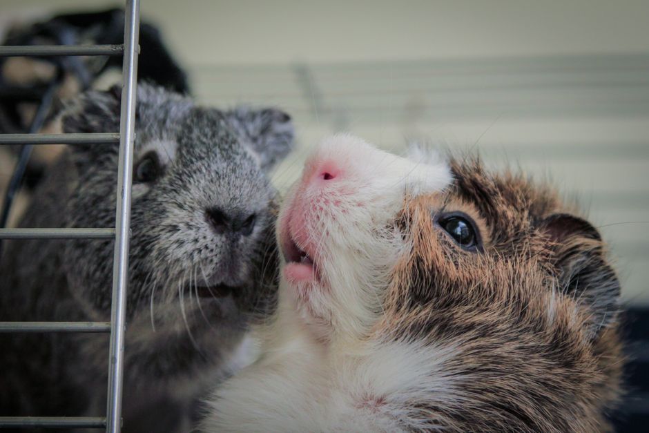 Close-up photo capturing the cute details of two fluffy guinea pigs peeking through a cage.