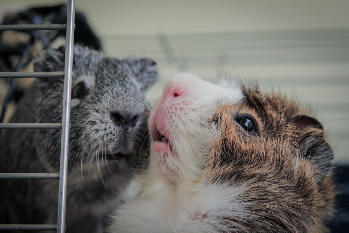 Meerschweinchen im Gehege