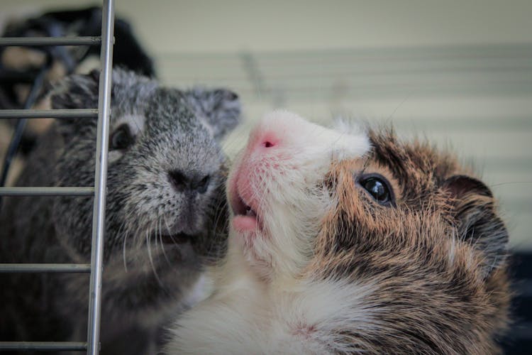 Close-Up Photo Of Guinea Pigs