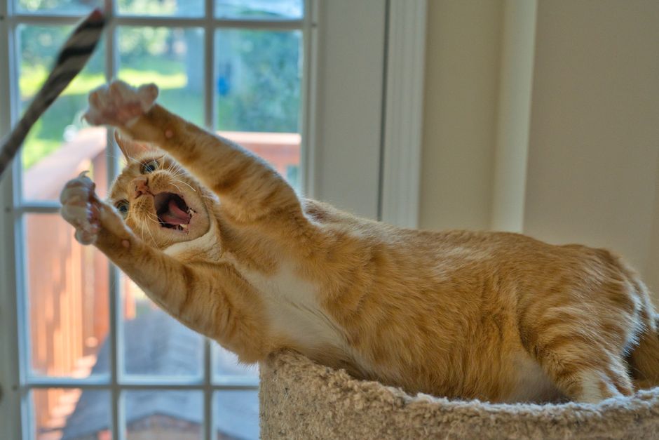 indoor cat entertained toys window perch