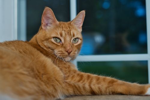 Free Serene orange tabby cat relaxing indoors by a window. Stock Photo