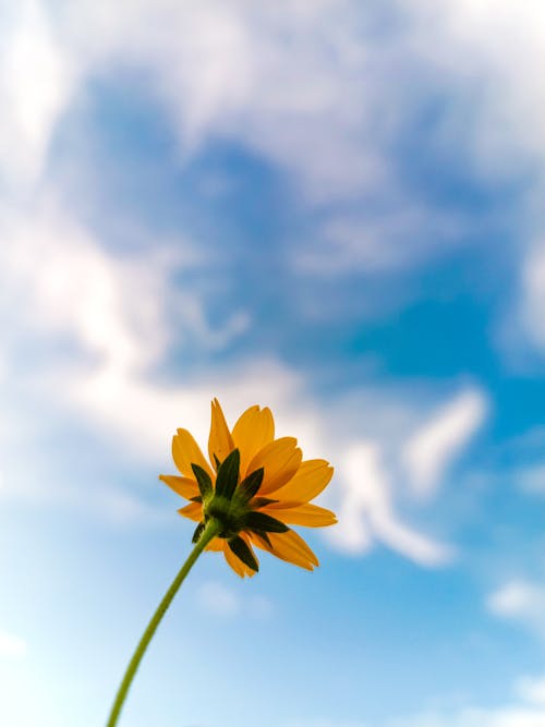 Photo of a Yellow Flower Against Blue Sky