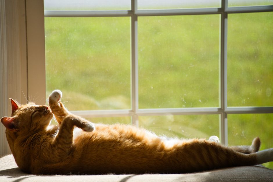 Tabby cat lying by a window with sunlight streaming in